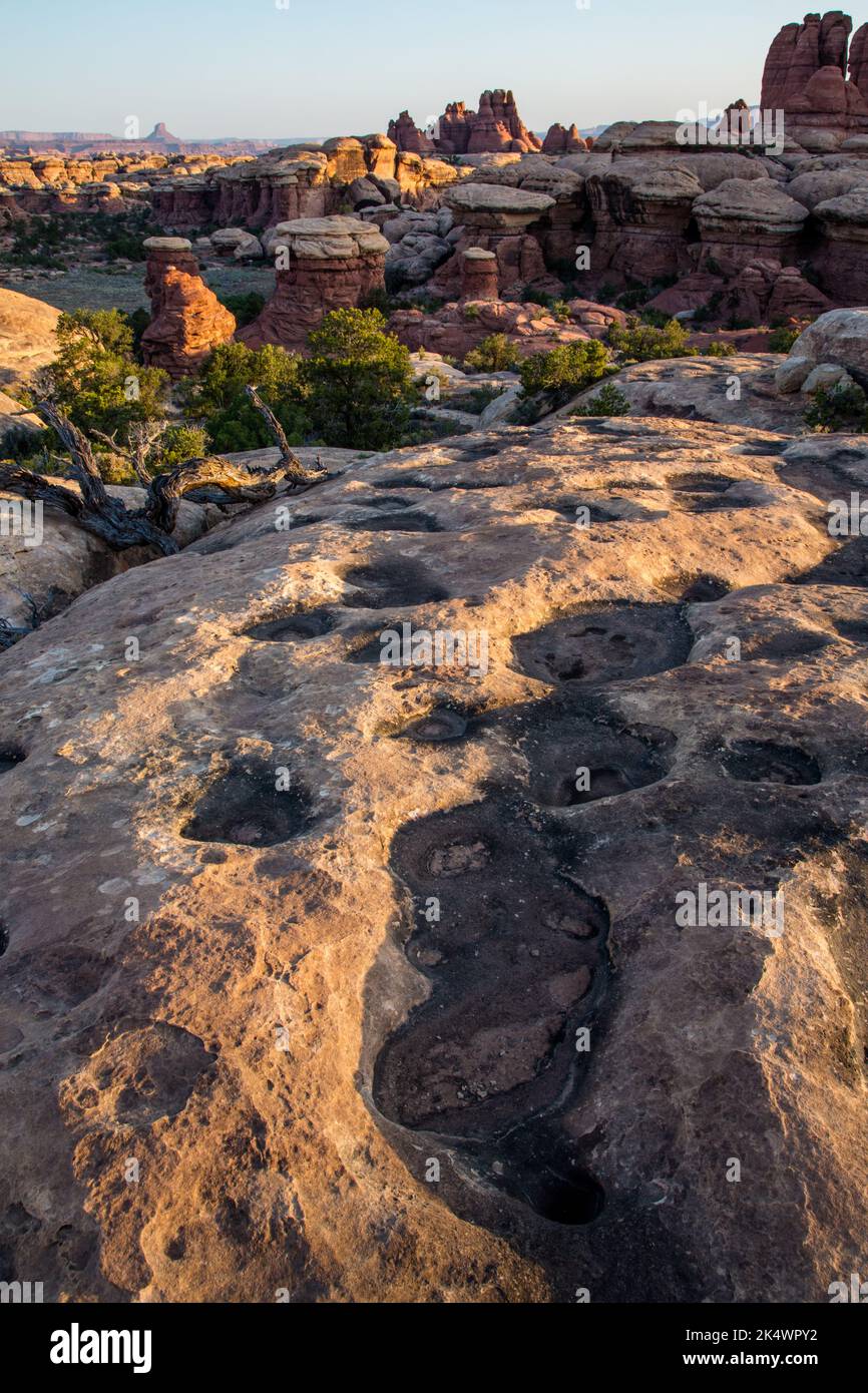 Dry rainwater potholes in Cedar Mesa sandstone in the Devil's Kitchen area, Needles District, Canyonlands National Park, Utah. Stock Photo