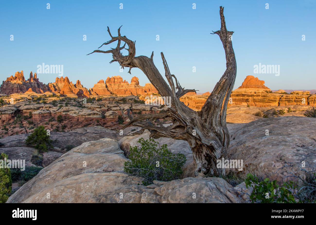 A dead juniper tree on a sandstone rock formation in the Devil's Kitchen area, Needles District, Canyonlands NP, Utah. Stock Photo