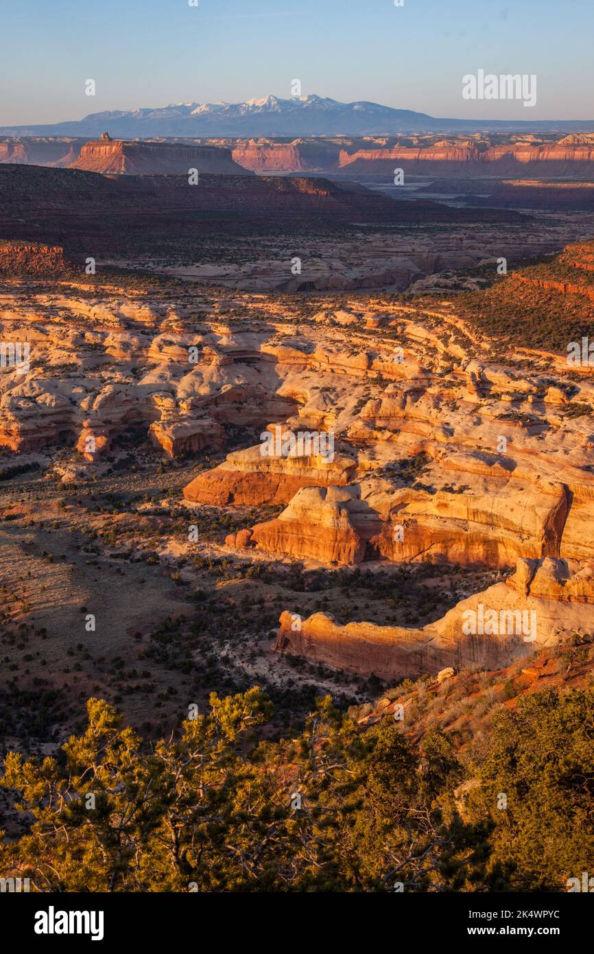 Sunrise view of the Needles District of Canyonlands NP from the Big Pocket Overlook on Cathedral Point.  Utah.  Behind are the snow-capped La Sal Moun Stock Photo