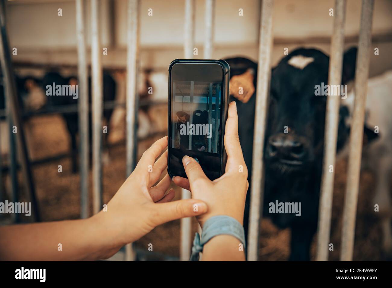 Hand of a young girl taking pictures of some calves inside the stable Stock Photo