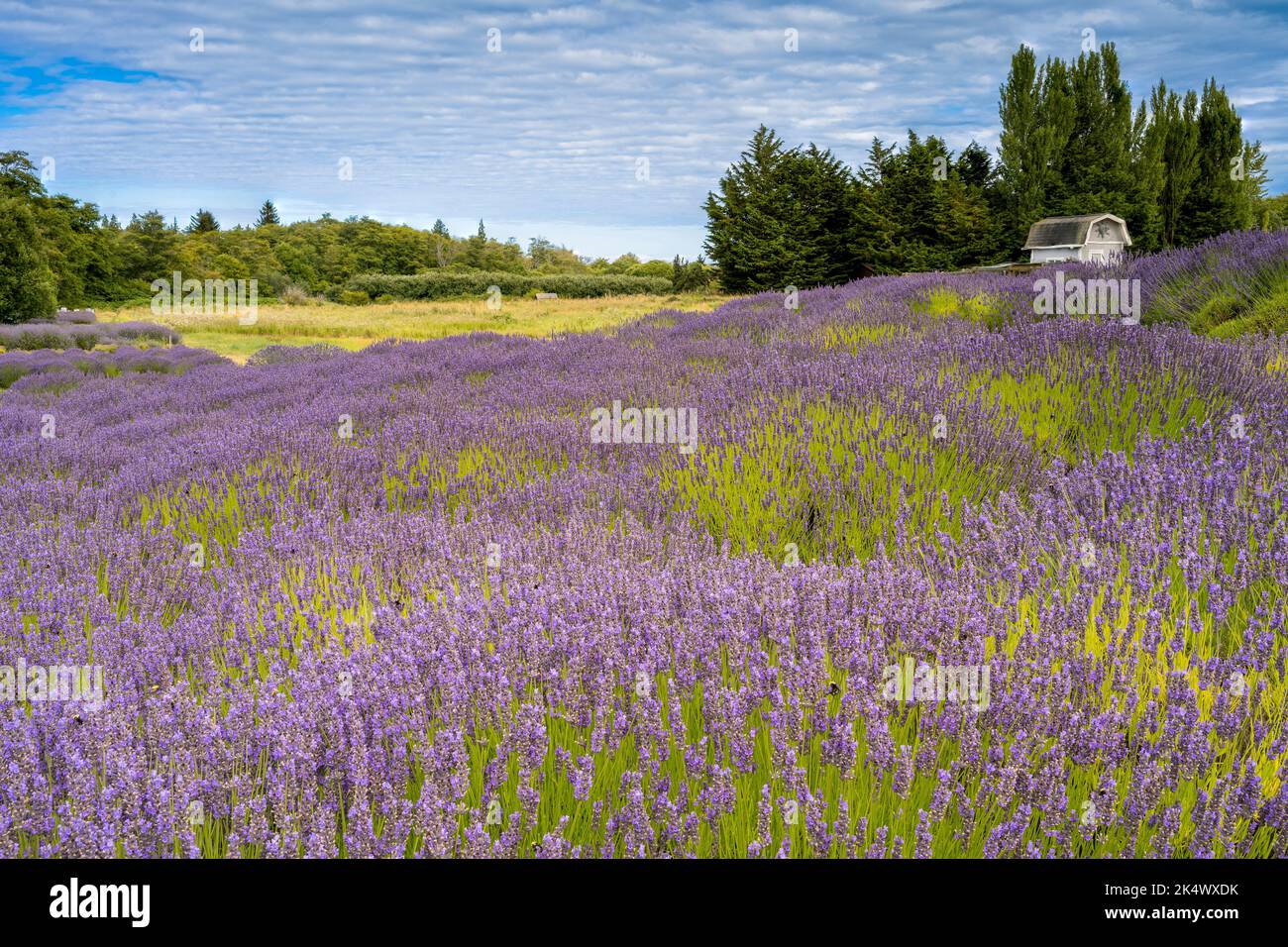 Scenic lavender fields in bloom Stock Photo Alamy