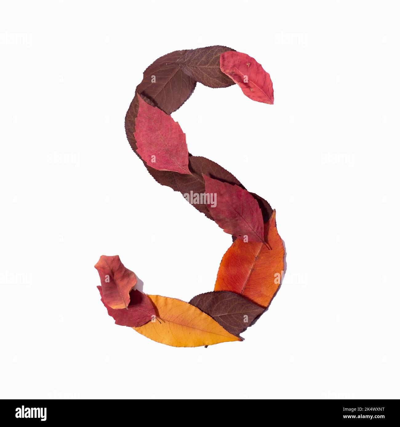 letter S autumn leaves isolate on white background. Stock Photo