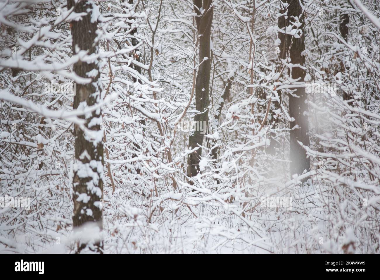 snowy winter forest with oak tree pillars Stock Photo - Alamy