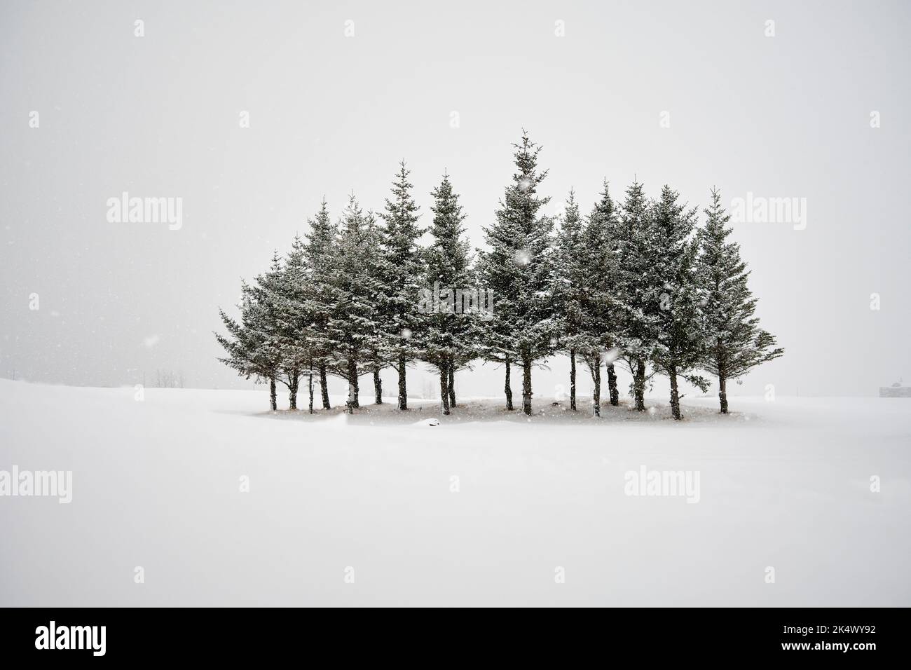 Winter landscape group trees hi-res stock photography and images - Alamy