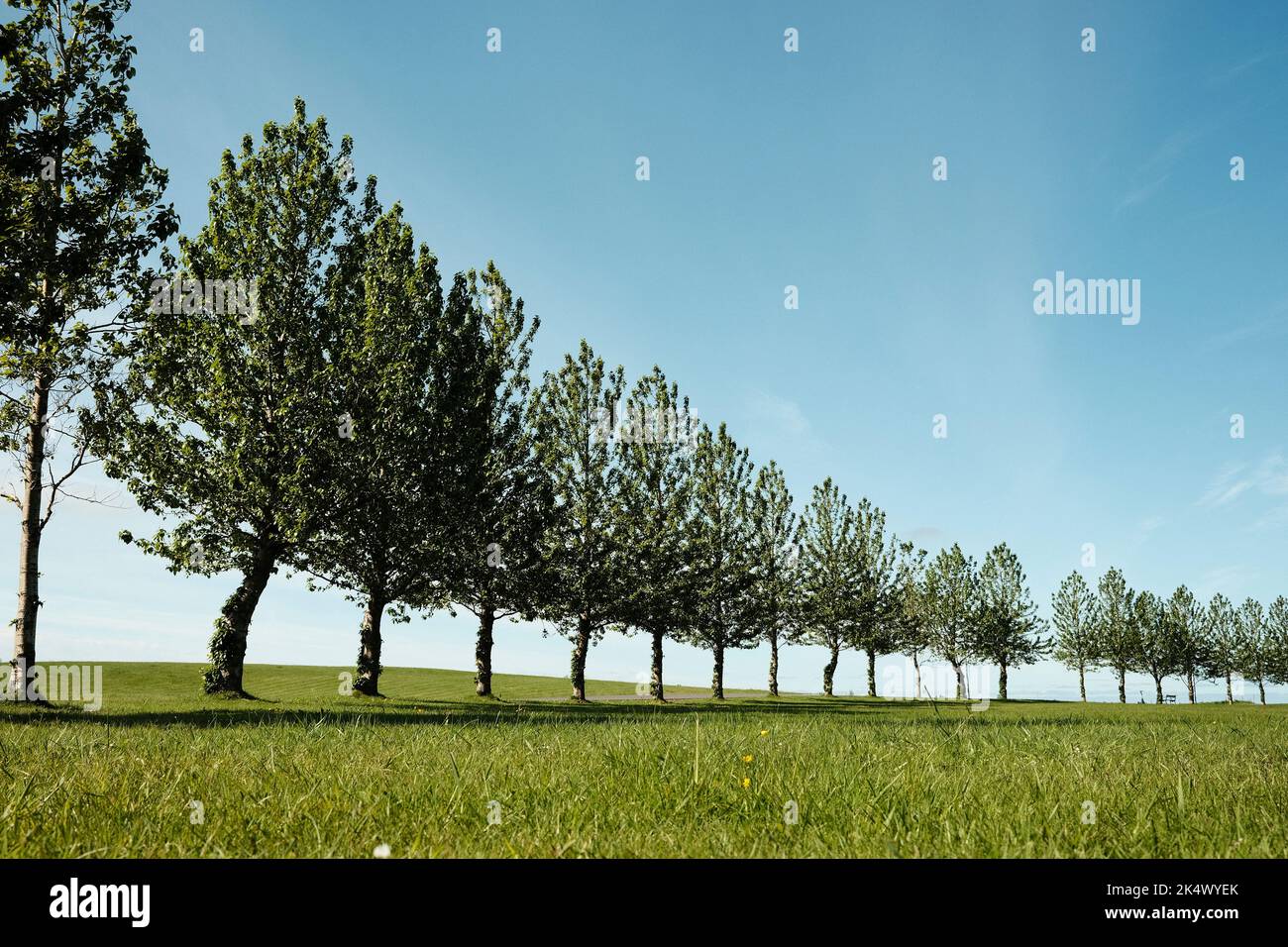 Green field with trees in a row Stock Photo - Alamy