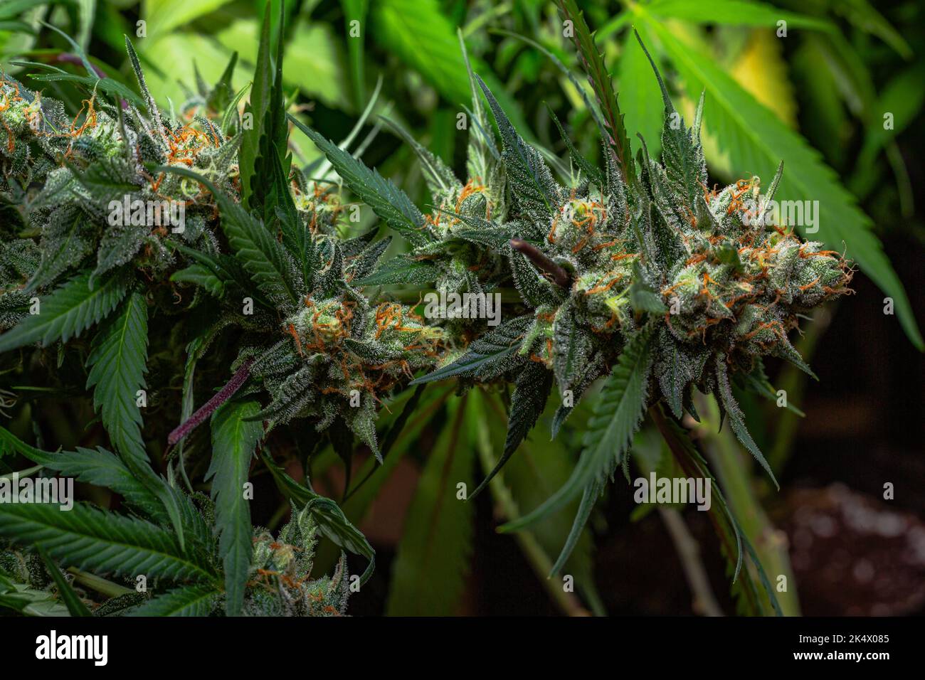 chinese dollar plant Chinese Money Plant  Hey Rooted