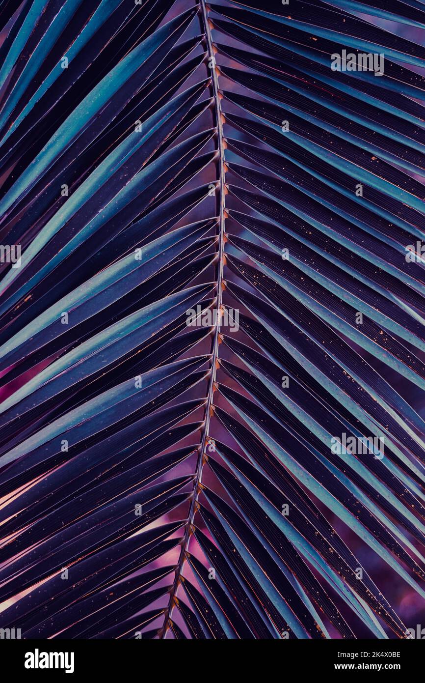 blue palm tree leaves, blue background Stock Photo Alamy