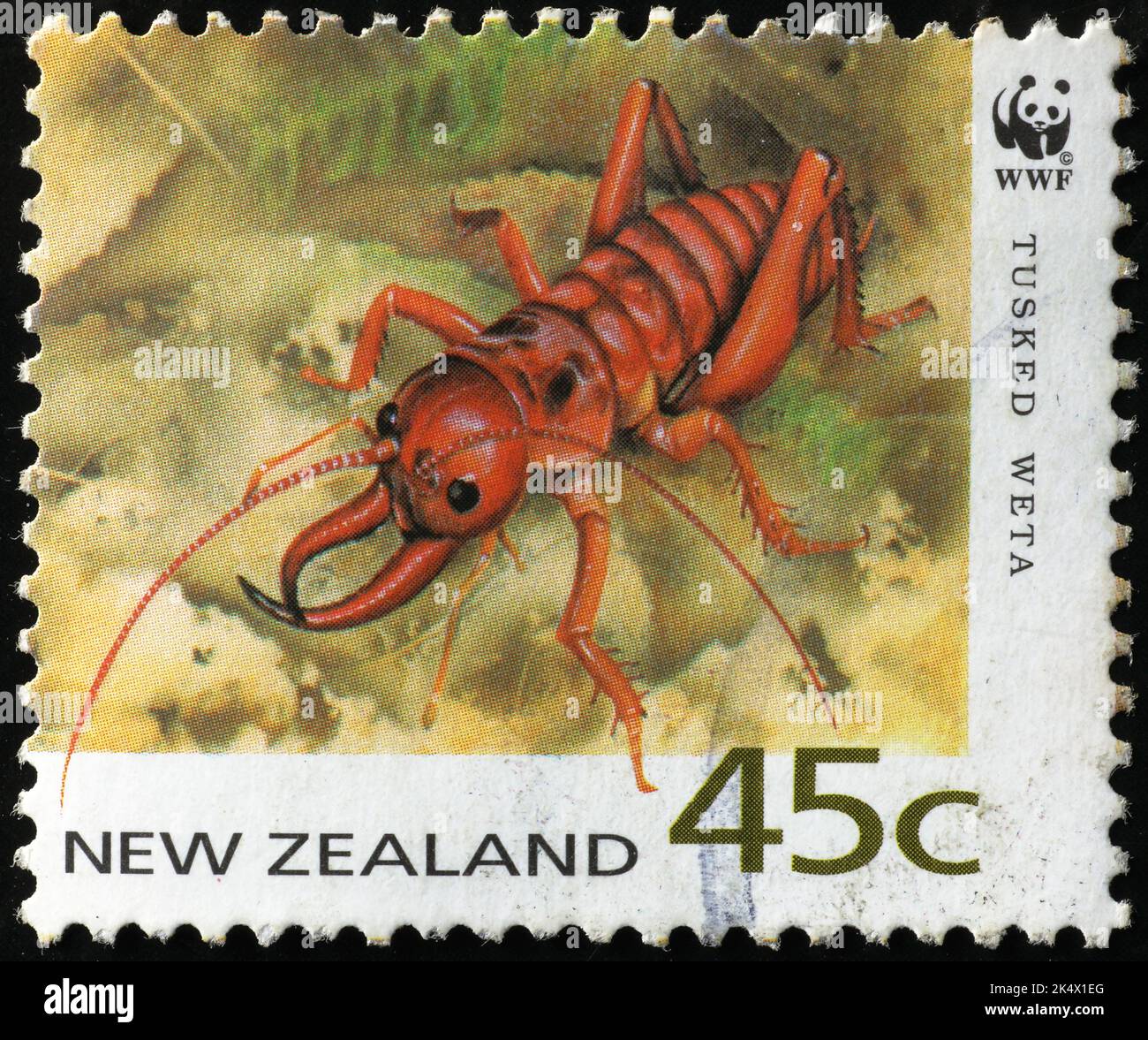 Tusked weta, giant cricket of New Zealand on stamp Stock Photo