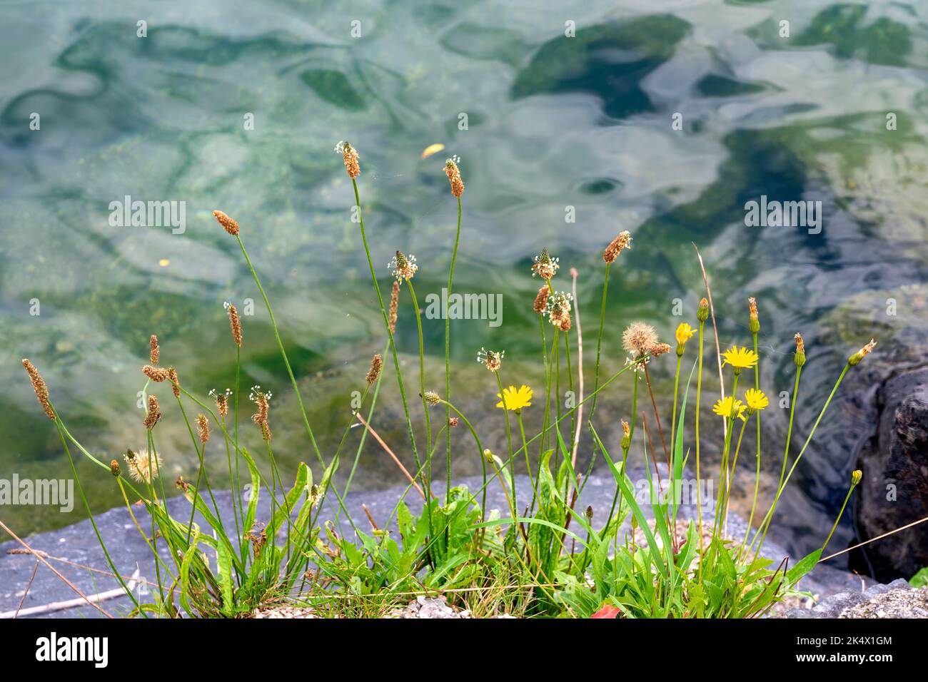 vegetation with plantains at the shore of the Zeller lake in the region Pinzgau in Austria Stock Photo