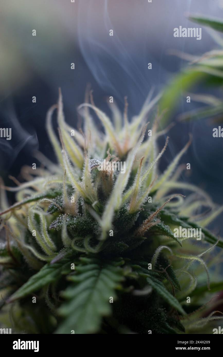 marijuana macro photography cannabis bloom with smoke on the background