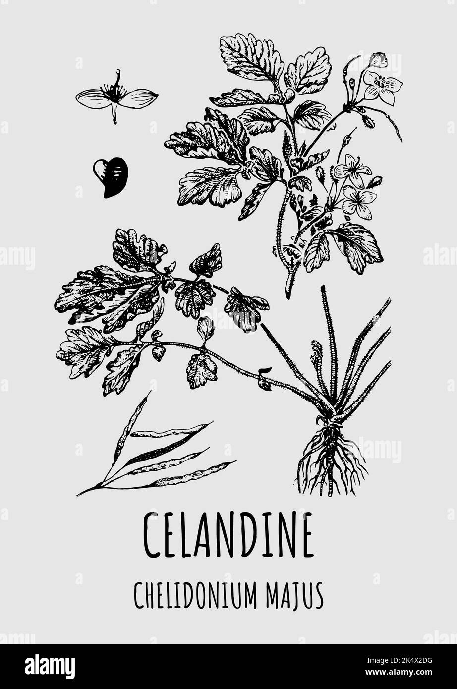 Vector drawings of CELANDINE. Hand drawn illustration. Latin name CHELIDONIUM MAJUS Stock Photo