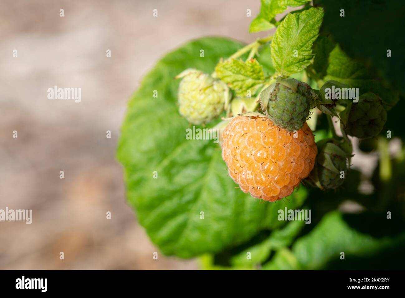 Yellow Raspberry, Rubus Idaeus Stock Photo Alamy