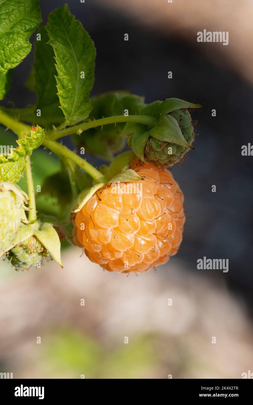 Yellow Raspberry, Rubus Idaeus Stock Photo Alamy