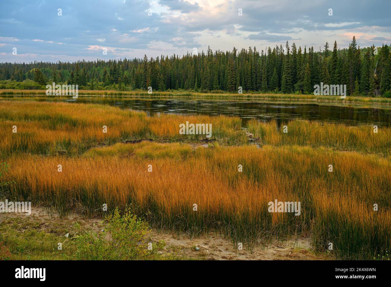 Pollywog Marshes. Very unique perspective of ponds and wetlands in Cariboo Region in British Columbia, Canada Stock Photo