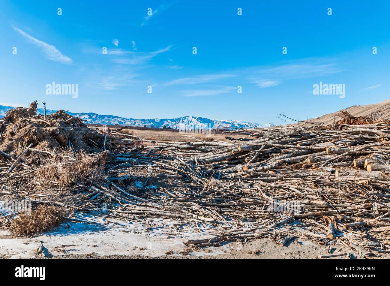 Tree branches and small trunks are piled up in an active solid waste