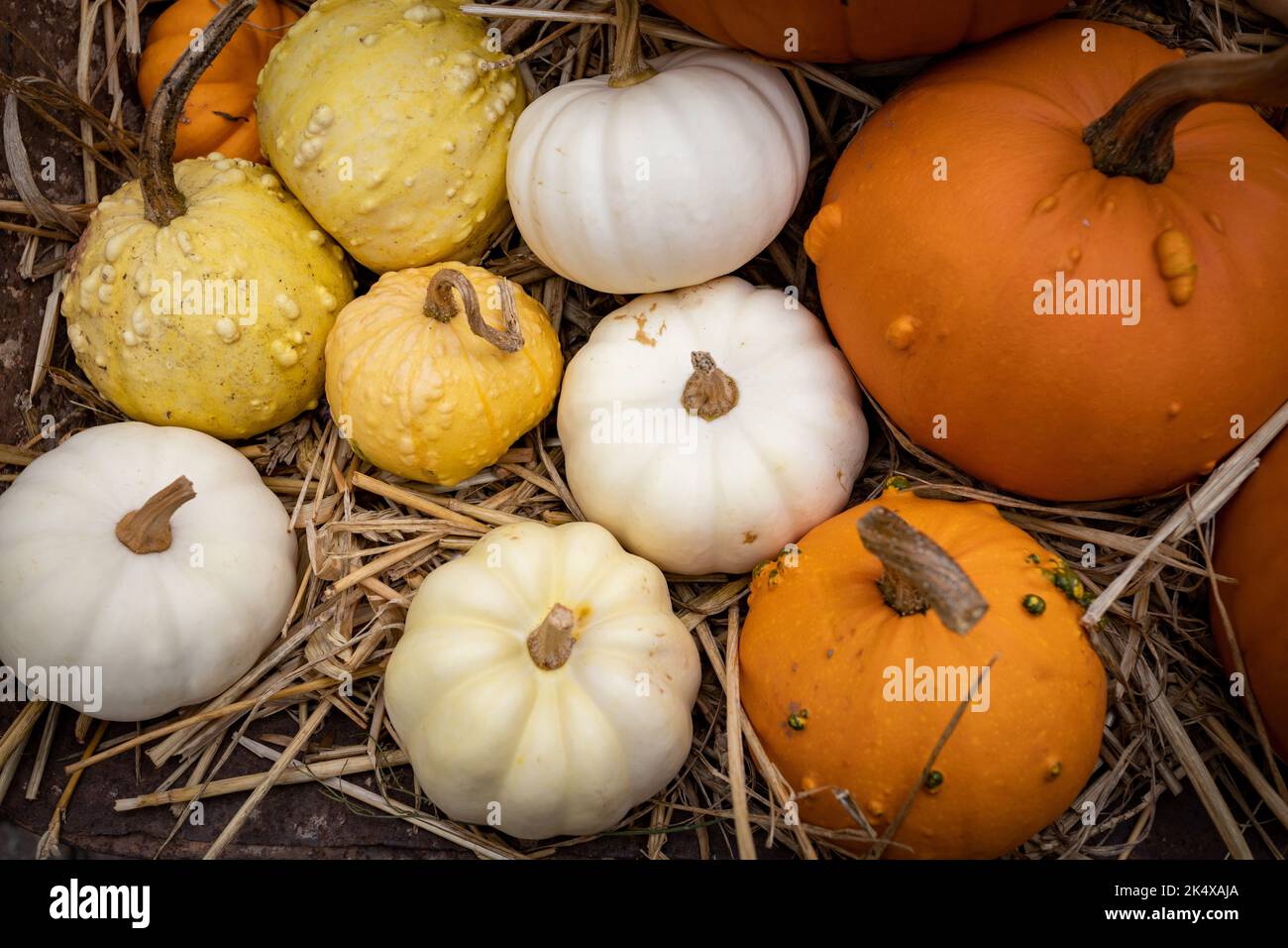 A variety of pumpkins and squashes on straw Stock Photo