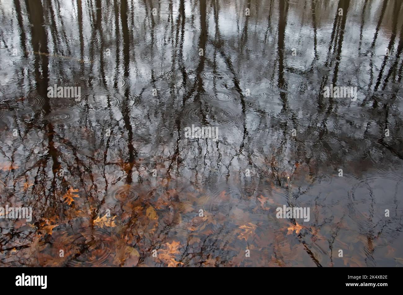 kettle pond reflecting forest trees at Alley Pond Park, Queens New York