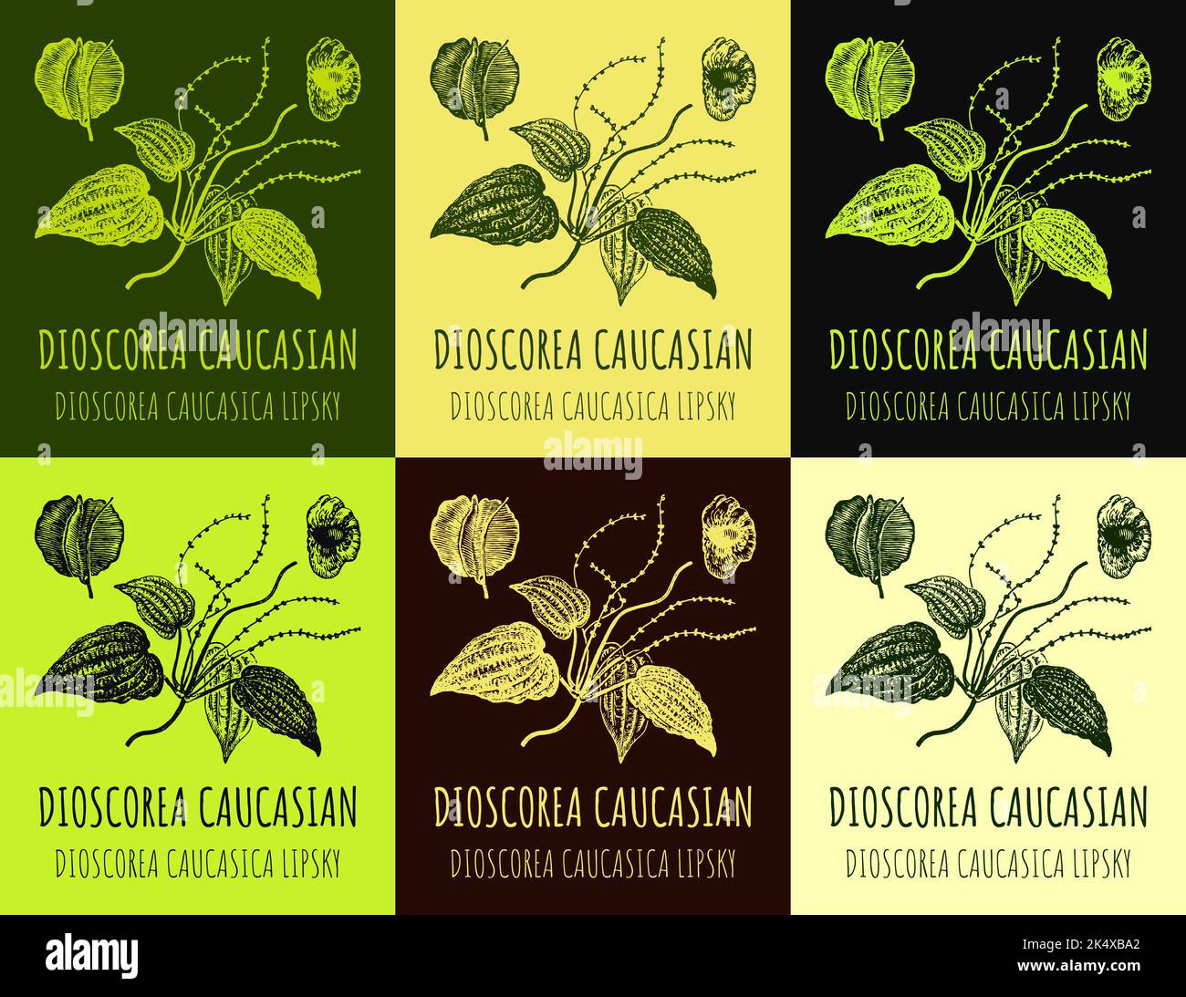 Set of vector drawings of DIOSCOREA CAUCASIAN in different colors. Hand drawn illustration. Latin name DIOSCOREA CAUCASICA LIPSKY. Stock Photo
