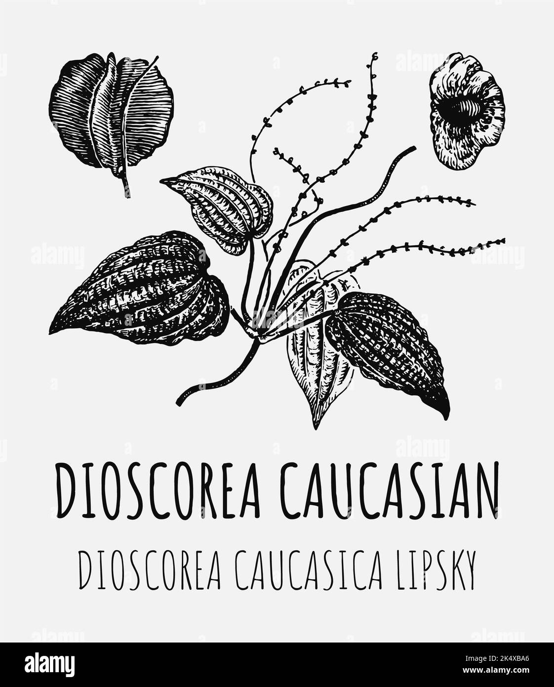 Vector drawings of DIOSCOREA CAUCASIAN. Hand drawn illustration. Latin name DIOSCOREA CAUCASICA LIPSKY. Stock Photo