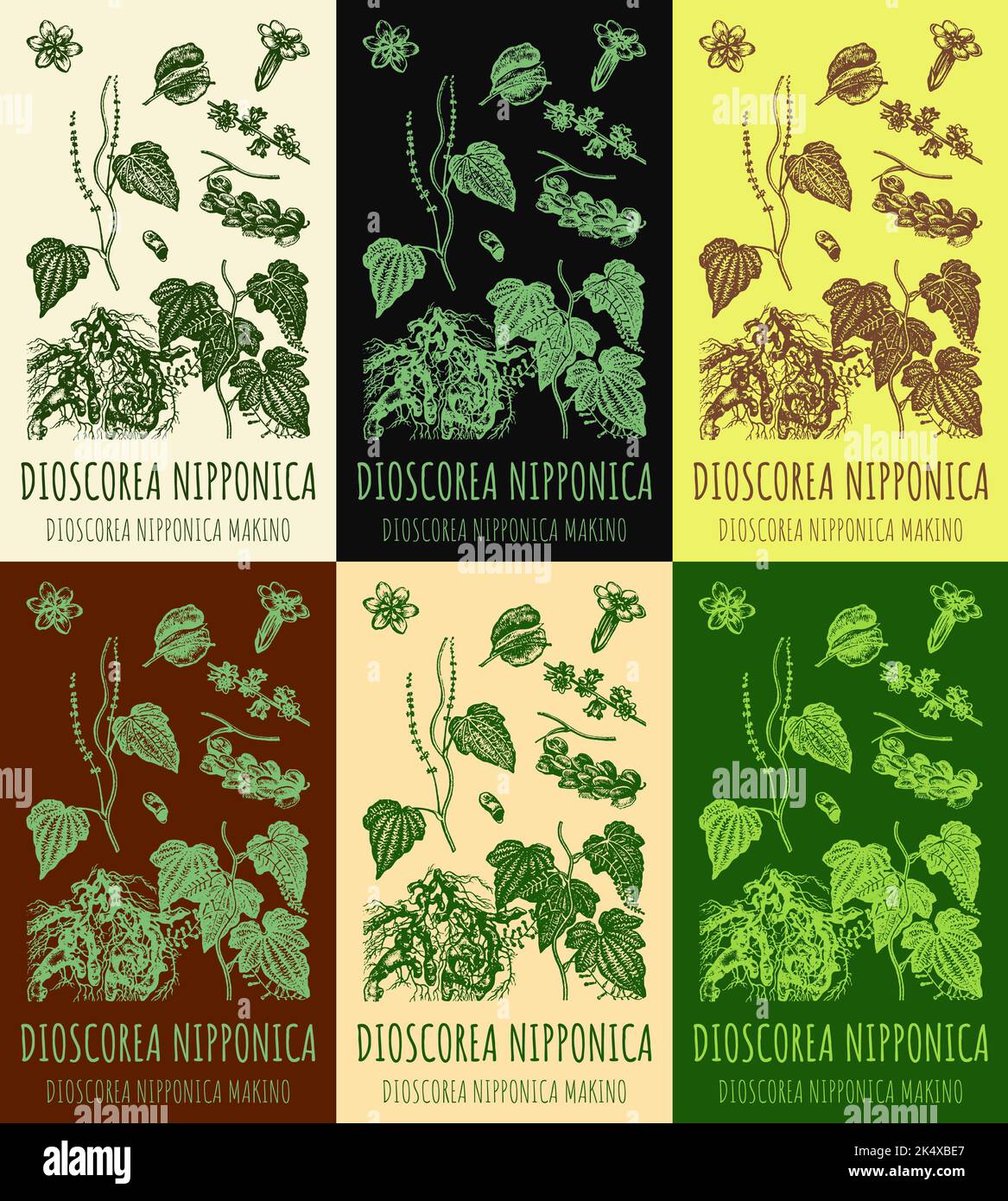 Set of vector drawings of DIOSCOREA NIPPONICA in different colors. Hand drawn illustration. Latin name DIOSCOREA NIPPONICA MAKINO. Stock Photo