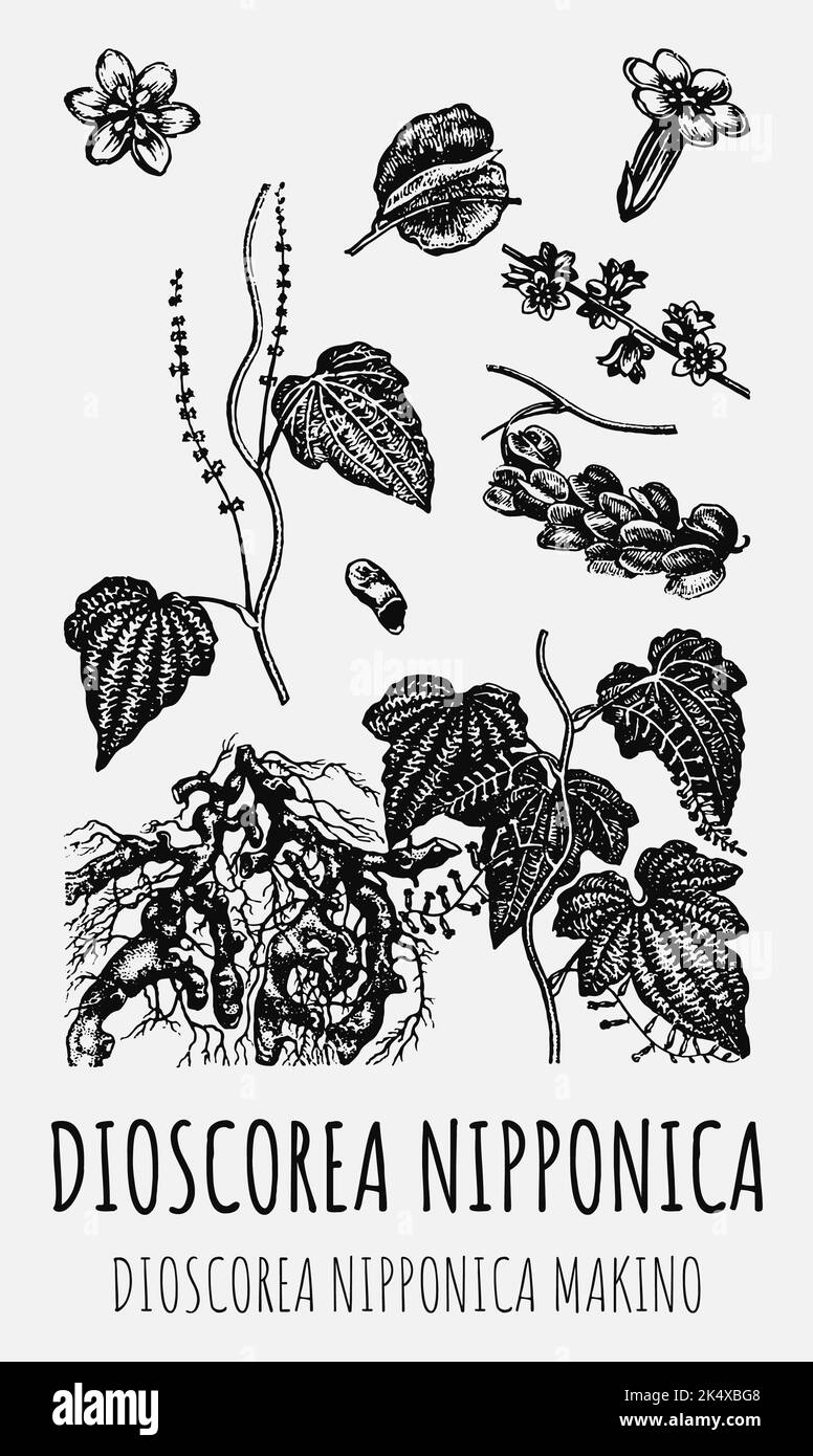 Vector drawings of DIOSCOREA NIPPONICA. Hand drawn illustration. Latin name DIOSCOREA NIPPONICA MAKINO. Stock Photo