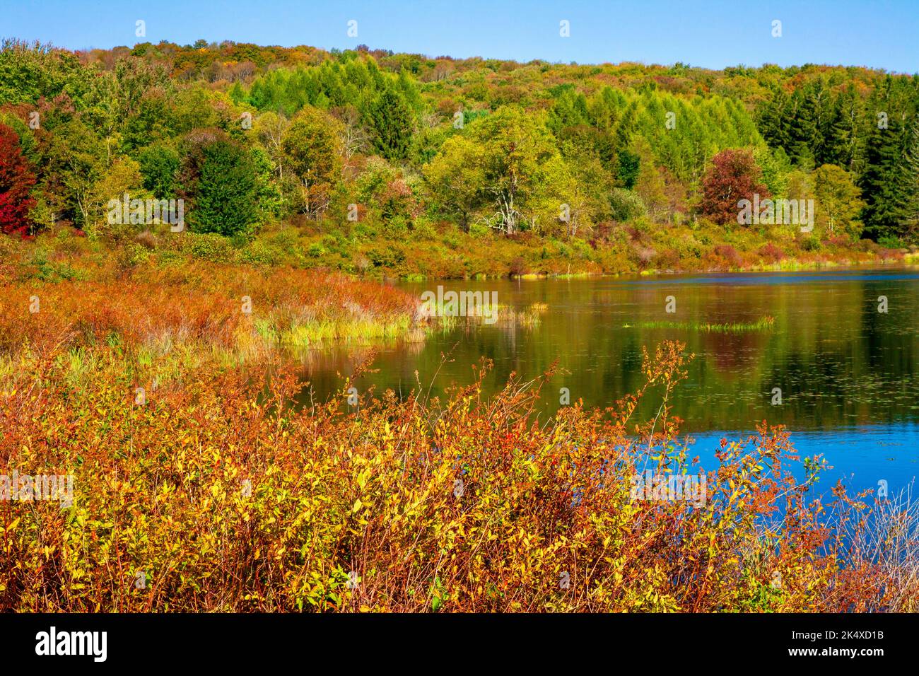 Browning Beaver Meadow is a 78-acre preserve is owned and maintained by