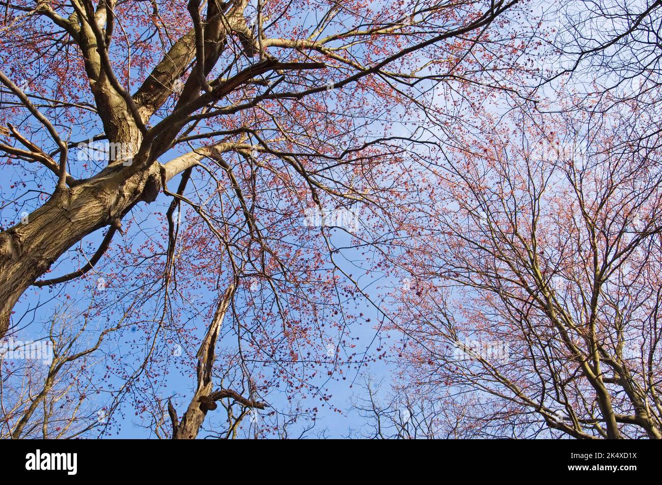 Red Maple trees blossoming in early spring woodland Stock Photo - Alamy