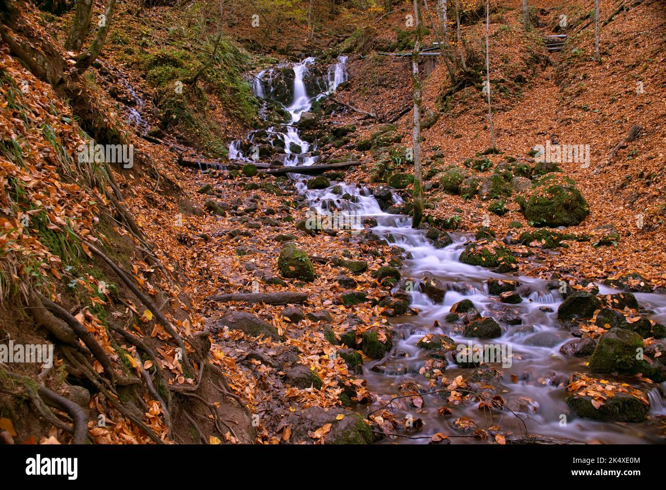 Autumn leaves in autumn river stream water Stock Photo - Alamy