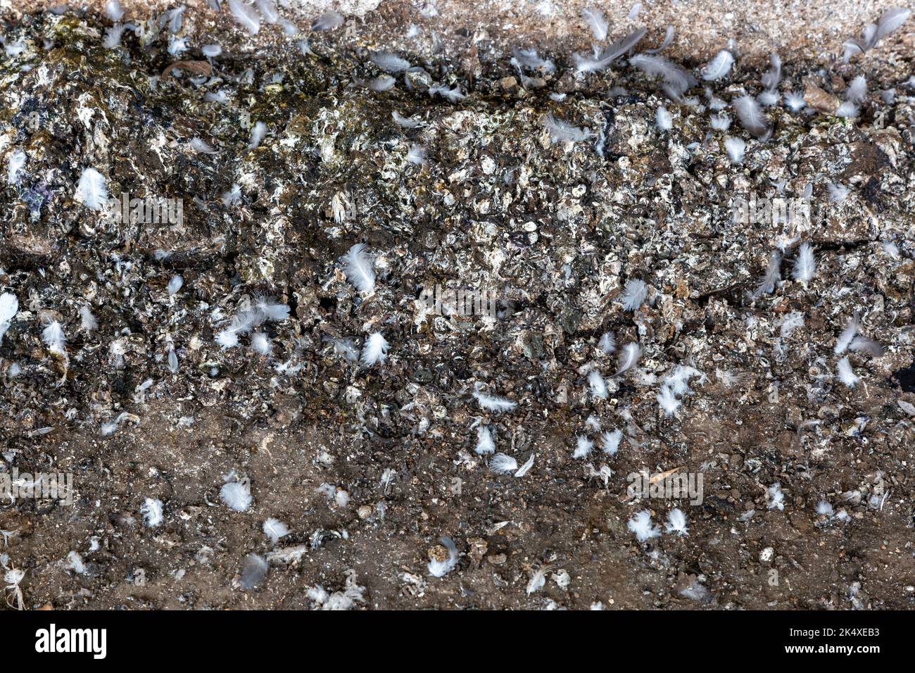 Background, pigeon droppings with bird feathers close-up Stock Photo