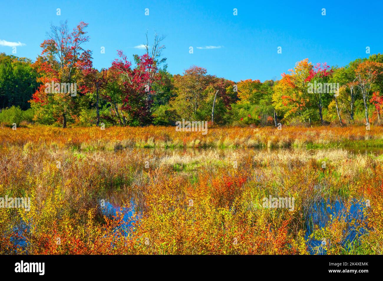 Browning Beaver Meadow is a 78-acre preserve is owned and maintained by the Northeast Pennsylvania Audubon Society. in Wayne County, Pennsylvania Stock Photo