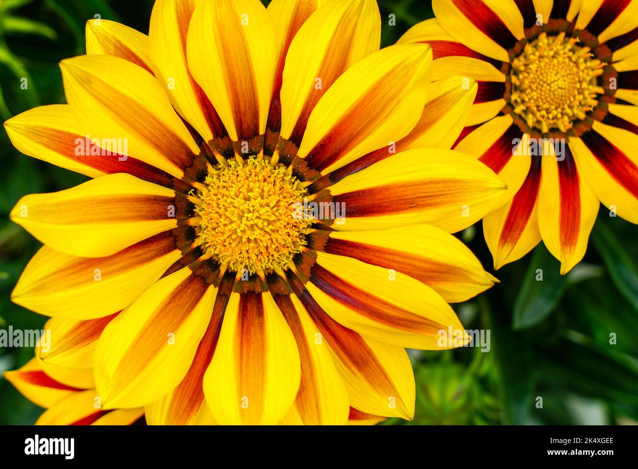 Gazania tiger stripe hi-res stock photography and images - Alamy