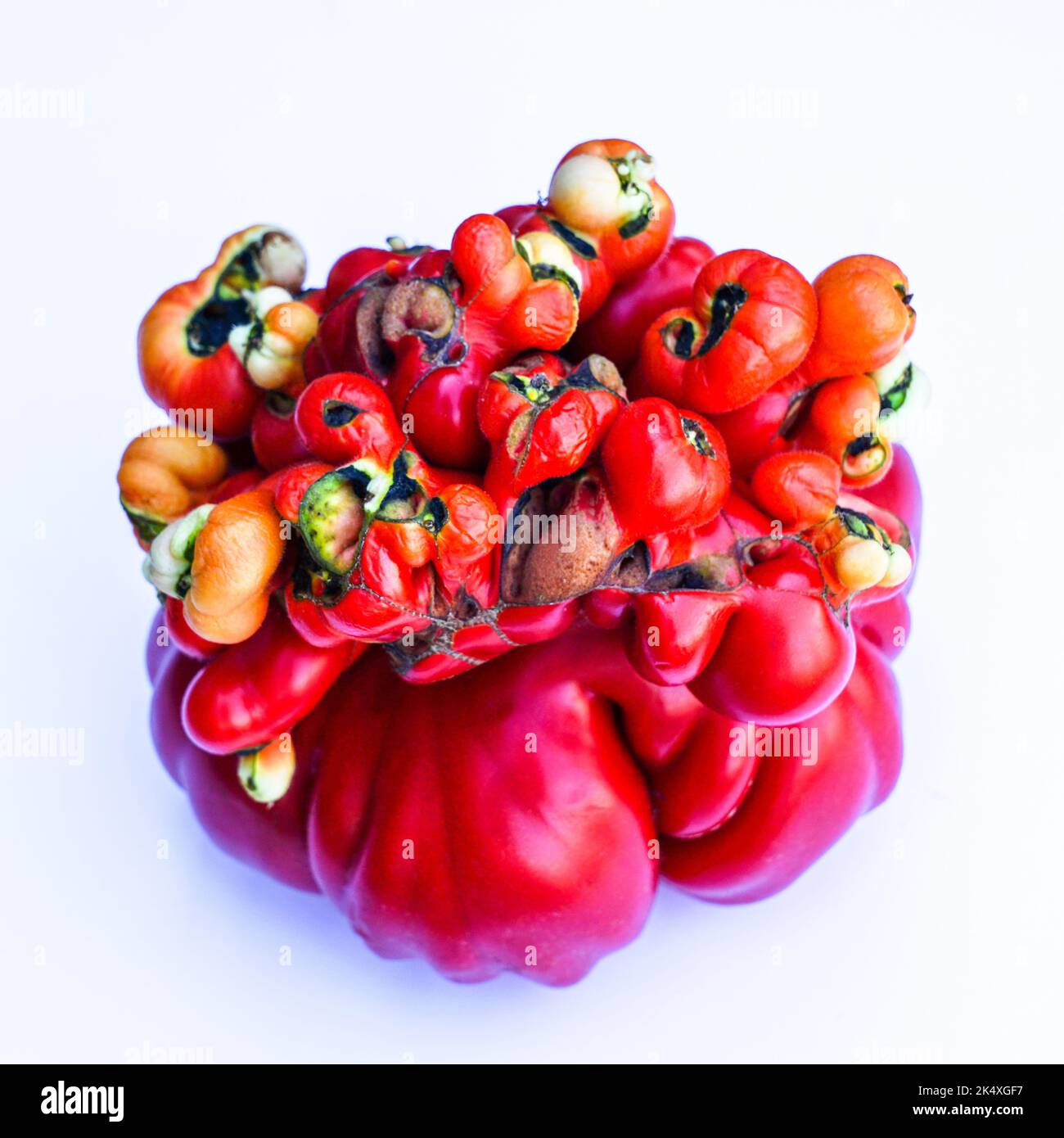 unusual unique strangely shaped, severely malformed red ripe tomato on