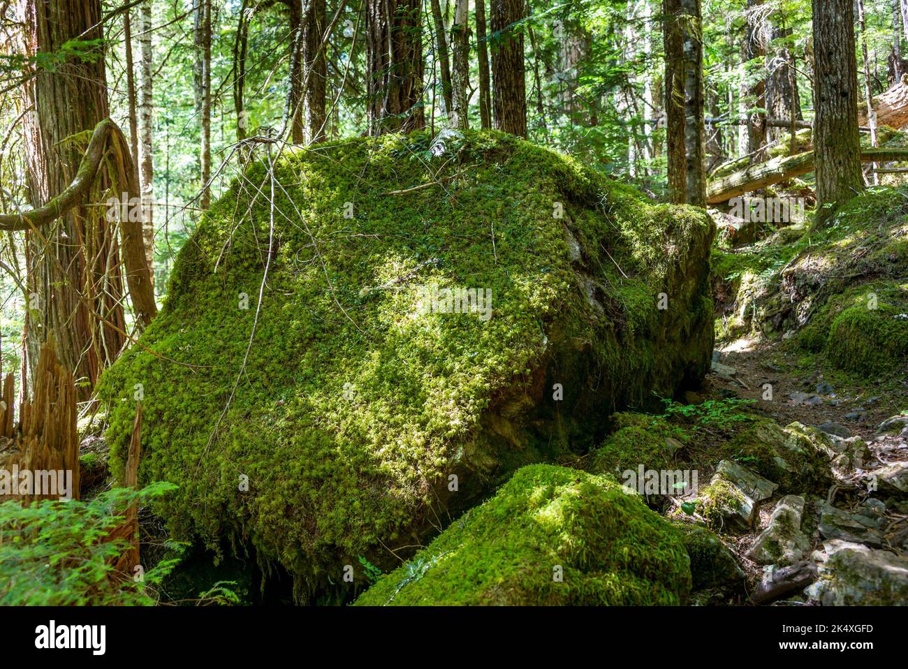 Hiking to the Upper Myra Falls in Strathcona Provincial Park on Vancouver Island Stock Photo