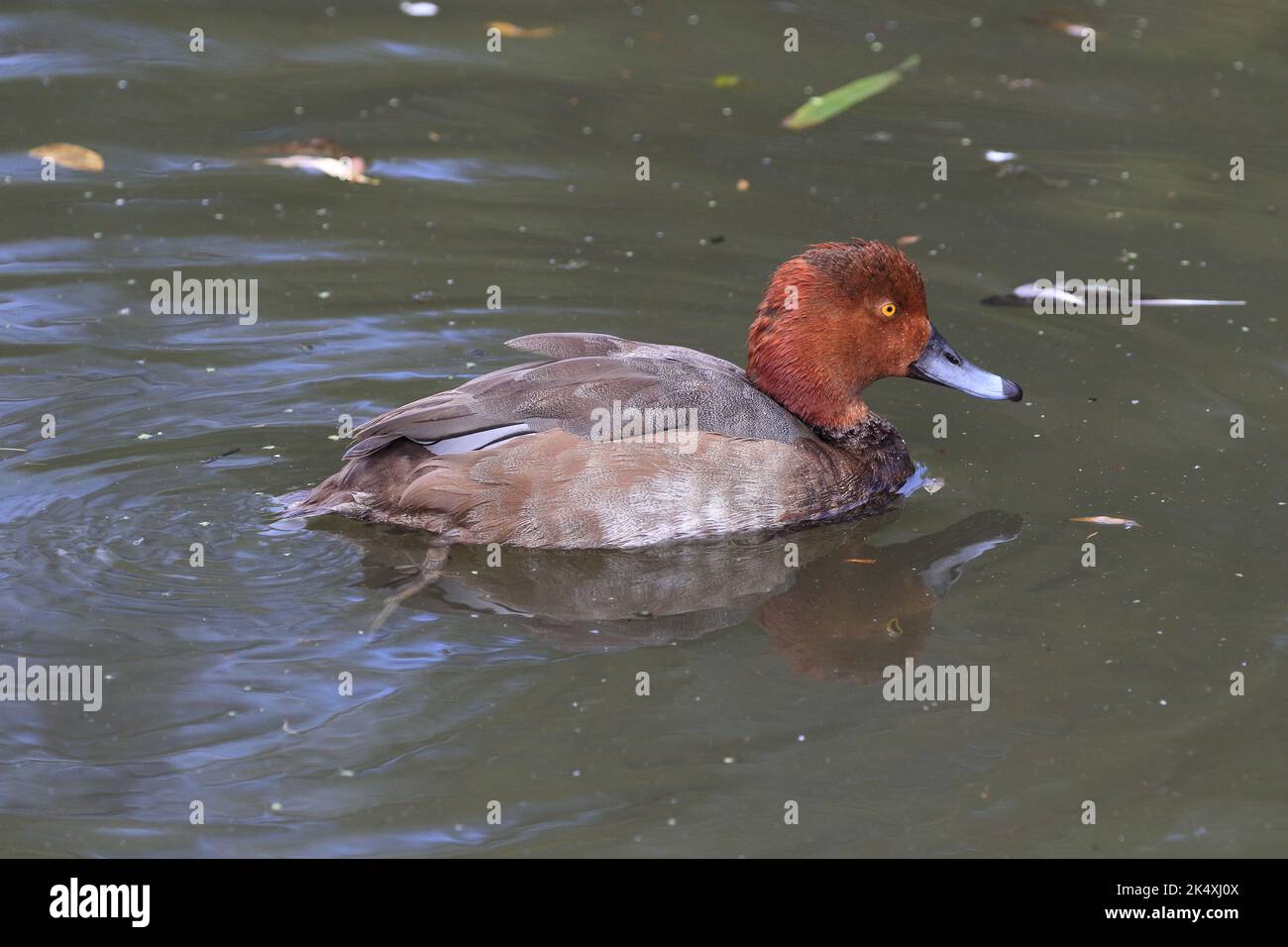 The redhead is a mediumsized diving duck. The scientific name is