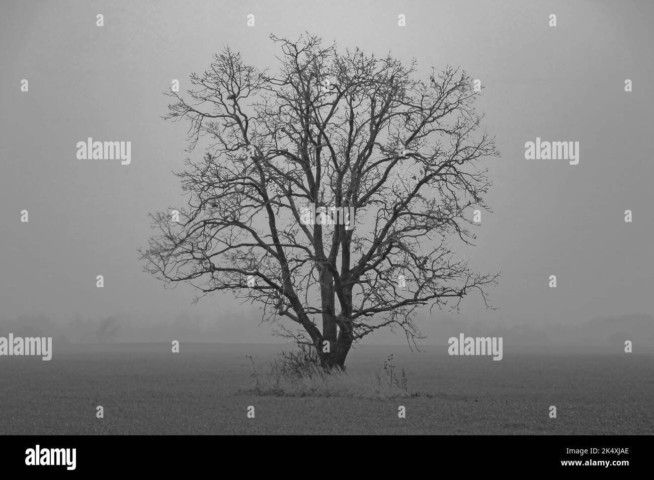 A grayscale shot of a leafless tree on a field in foggy weather Stock ...