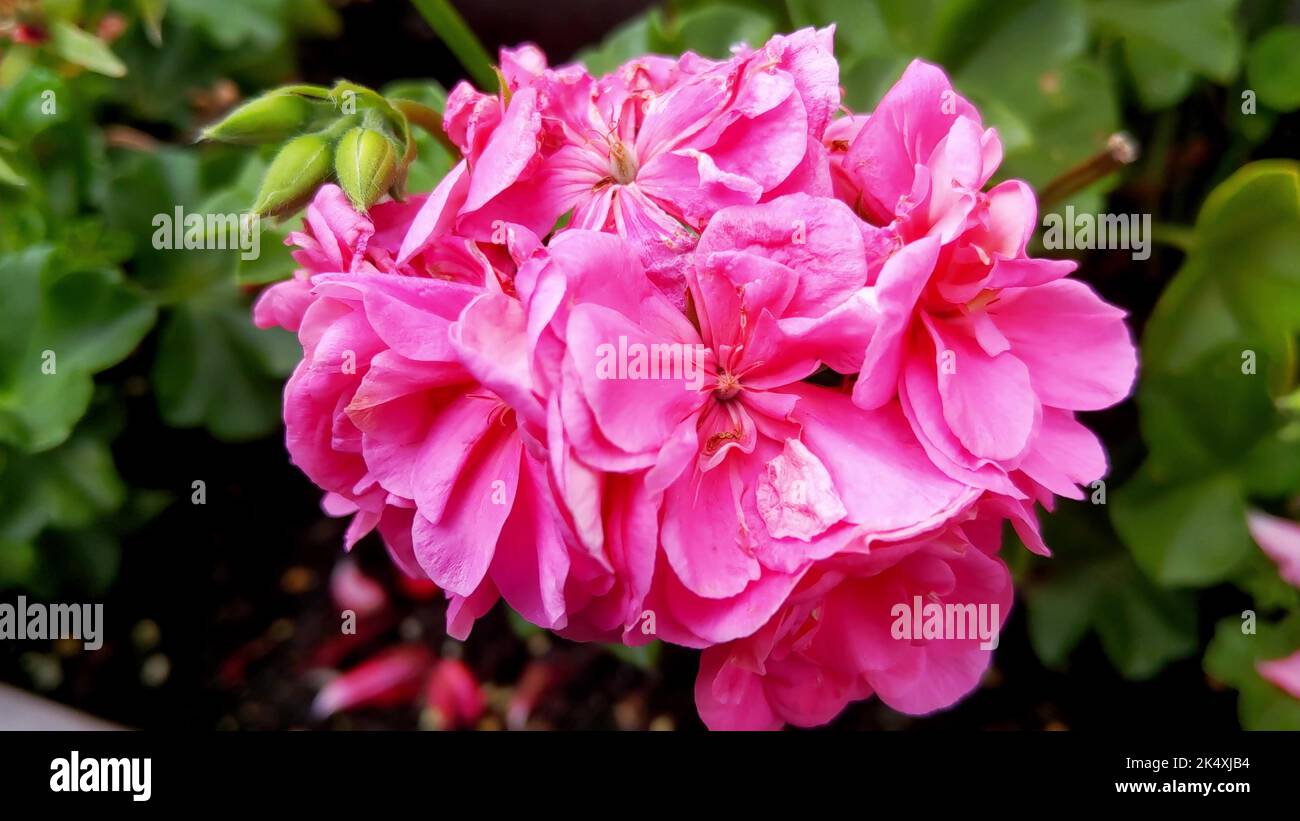 A close-up shot of pink hydrangeas growing in a garden Stock Photo - Alamy