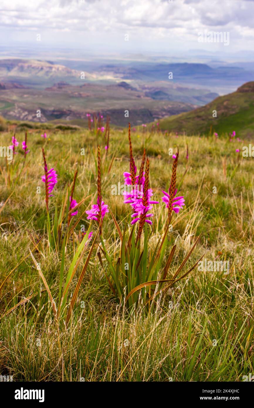 View over the Drakensberg Mountains with purplish pink Drakensberg Watsonia, Watsonia Lepida in full bloom in the foreground Stock Photo
