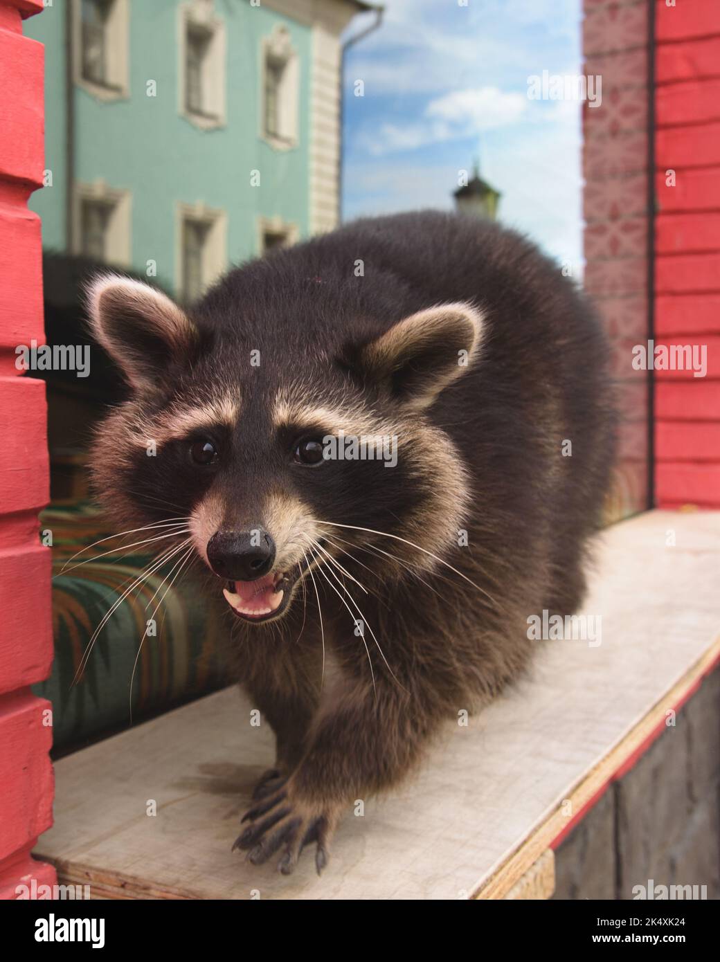 Cute curious Raccoon looking at the camera with clever eyes. Cunning funny racoon. Closeup Stock Photo
