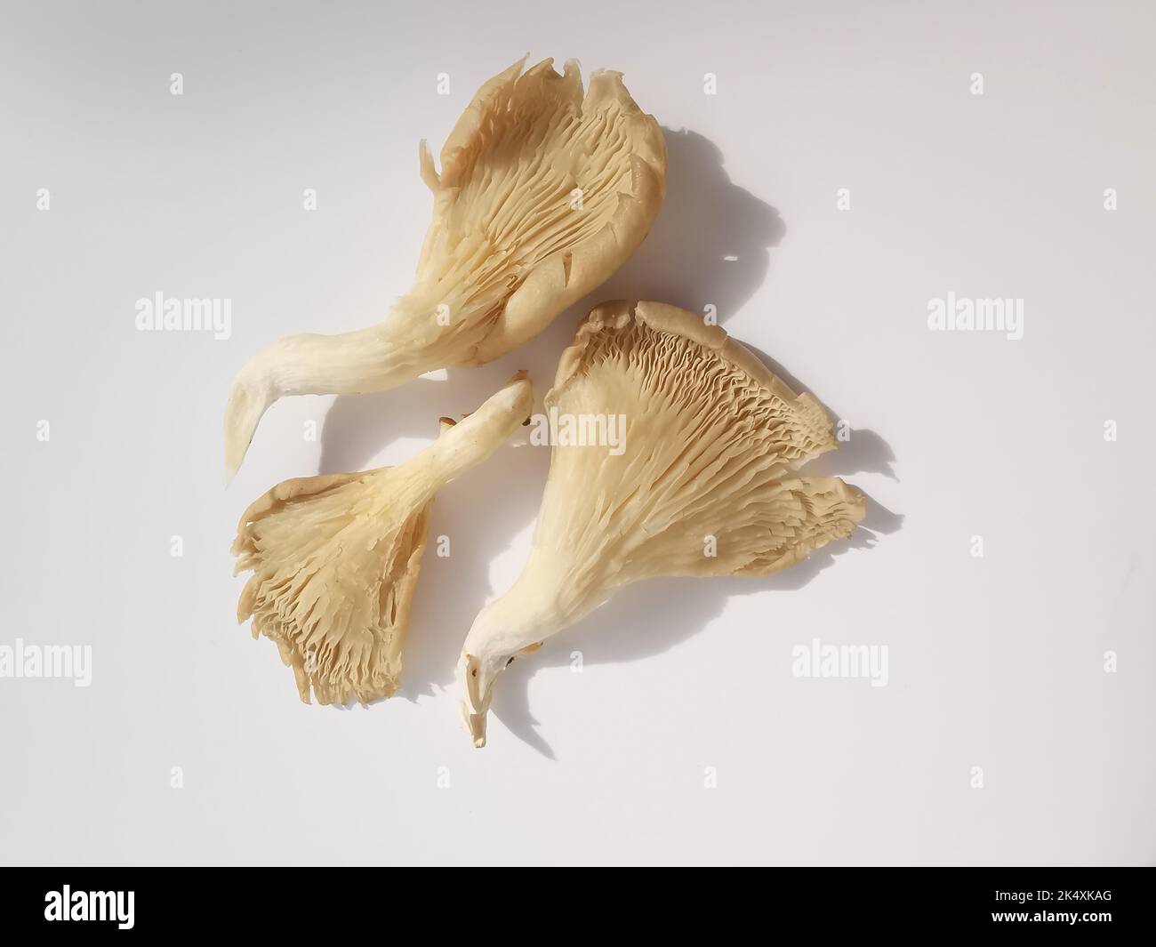 Group of three oyster mushrooms against plain white background with copy space Stock Photo