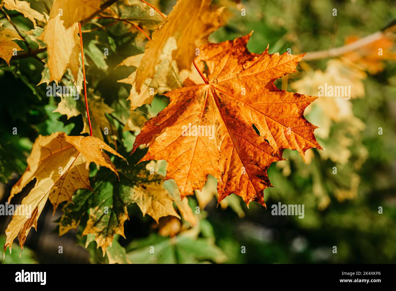 Autumn bright maple leaf in green tree branches, natural backdrop Stock Photo