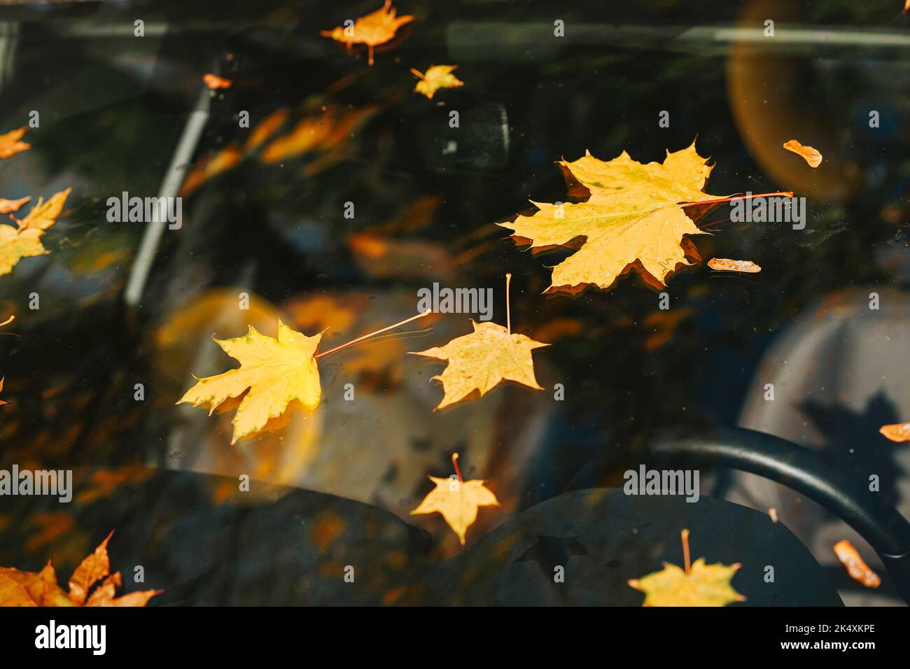 Colorful scenic autumn background, fallen leaves on bumper of car and ...