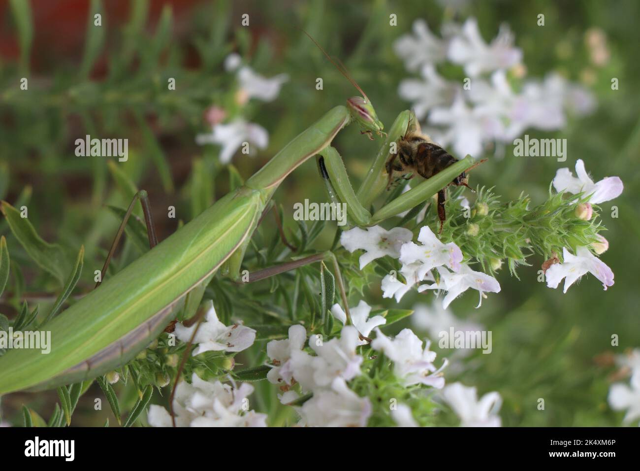 Summer meadow insect Mantodea in nature Stock Photo