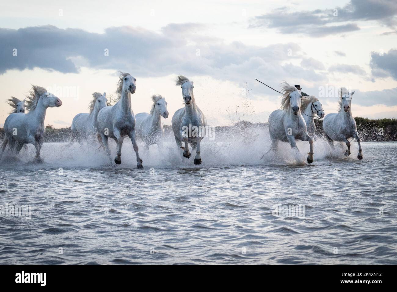 White horses are galoping in the water  all over the sea in Camargue, France. Stock Photo