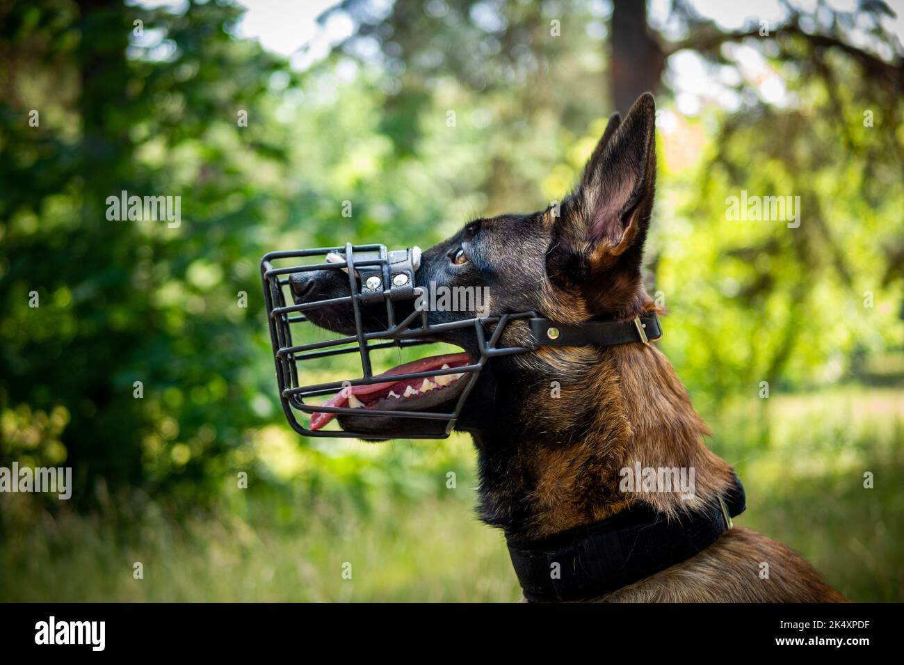 Portrait of a Belgian shepherd dog, on a walk in a green park. Summer day. Stock Photo