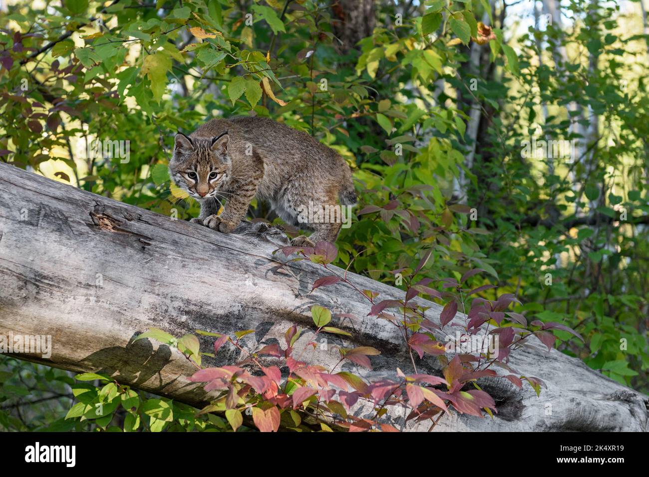 Bobcat (Lynx rufus) Looks Down From Log Autumn - captive animal Stock Photo