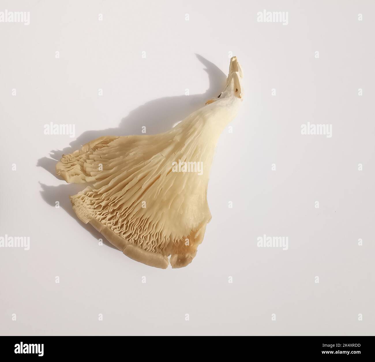 Single oyster mushroom against plain white background with copy space Stock Photo