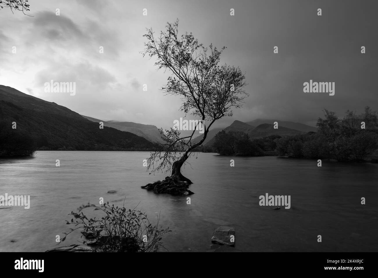Lone Tree in Snowdonia sitting in water with Mountains in the background in Black and White,  taken at sunrise Stock Photo