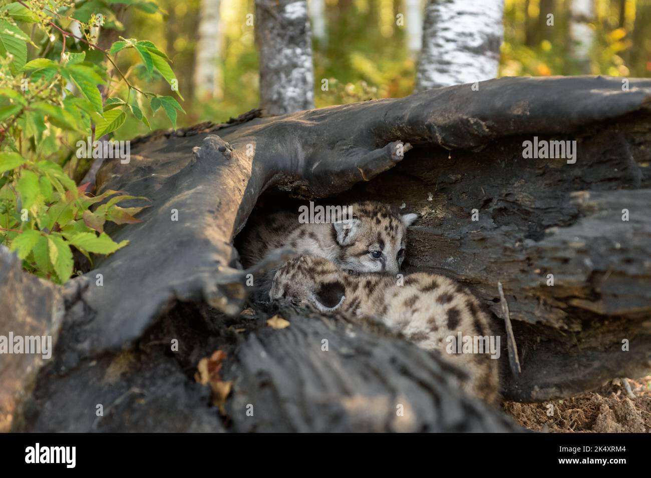 Cougar Kittens (Puma concolor) Climb About Inside Log Autumn - captive animals Stock Photo