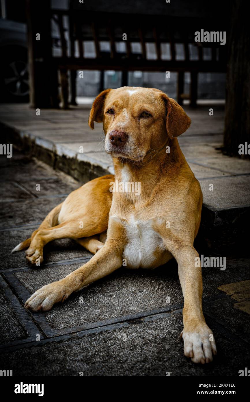 Innocent dog hi-res stock photography and images - Alamy