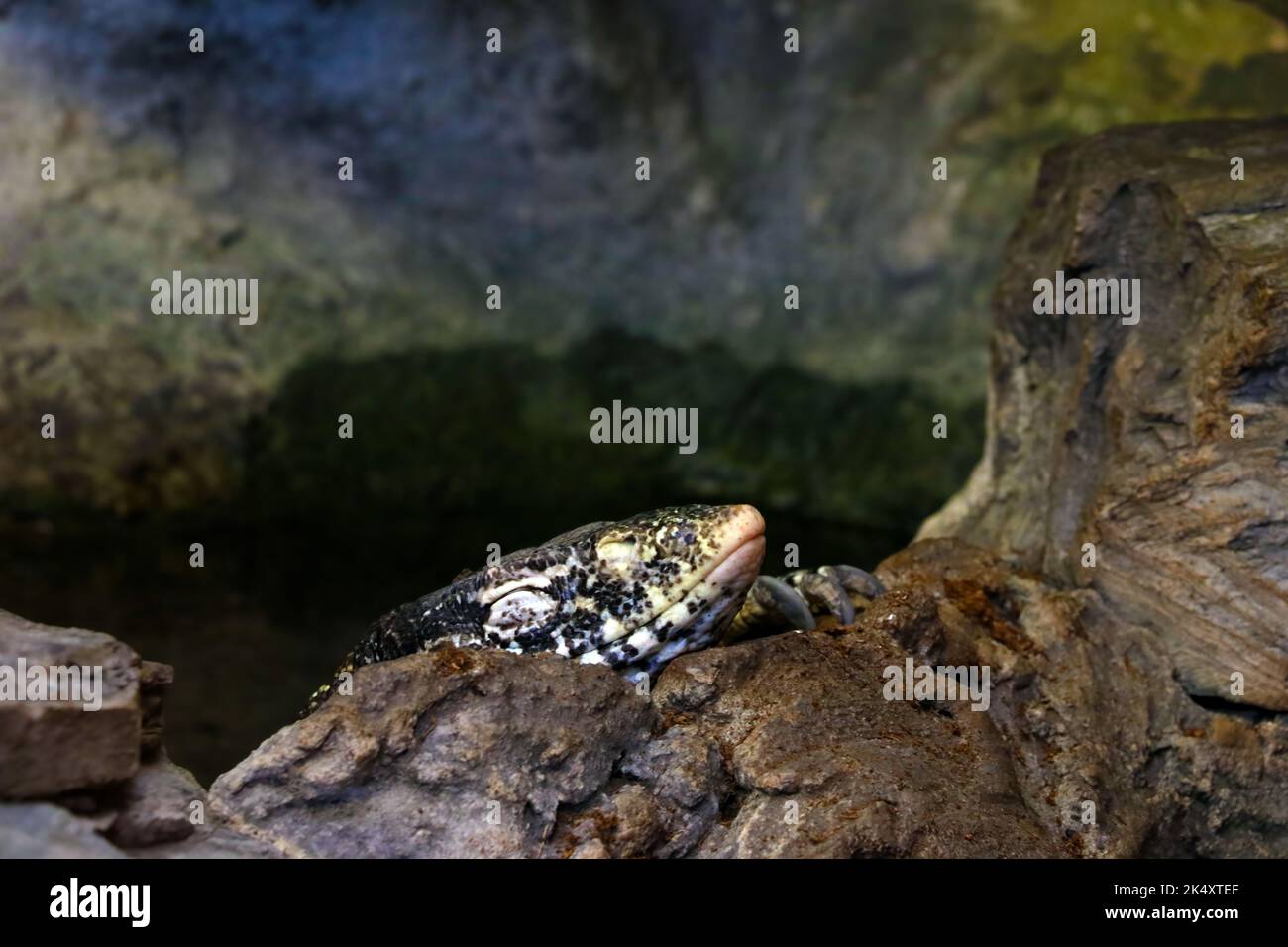 Monitor Lizard Climbing Rocks A closeup of a monitor lizard in a park climbing a stone from the water ...